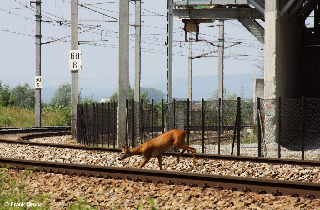 Tierische Begegnung, welche zum Gl�ck f�r Vierbeiner und Bahn ungef�hrlich ausging: Reh auf den Gleisen der Passauer Bahn, KBS 150 Wien - Passau, fotografiert am Granitwerk Sch�rding am 05.07.2012 --> Das durch Traktoren aufgescheuchte Reh kam links vom Feld, war durch die Z�une auf der anderen Gleisseite sichtlich irritiert und kehrte dann verst�rt wieder um. Nur 1 Minute sp�ter brauste hier ein ICE Dortmund - Wien um die Kurve! 