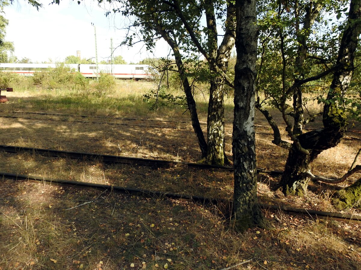 Die Natur erobert sich ihren Bestand im Naturpark Südgelände Berlin, ehemals Verschiebebahnhof Tempelhof, zurück. Überwachsene Gleise und im Hintergrund auf den Ferngleisen fährt ein ICE 1 durch, am 05.09.2018.