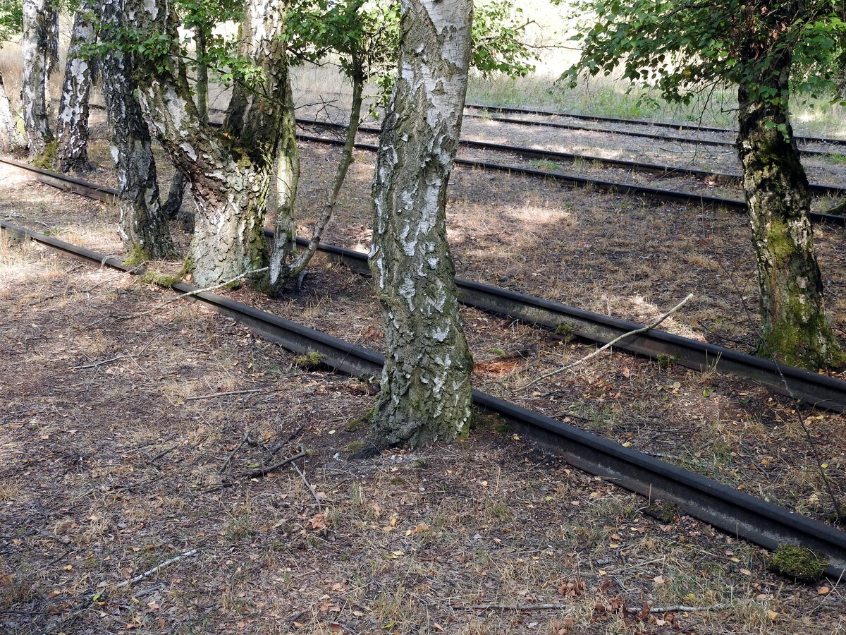 Die Natur erobert sich ihren Bestand im Naturpark Südgelände Berlin, ehemals Verschiebebahnhof Tempelhof zurück. Überwachsene Gleise am 05.09.2018.