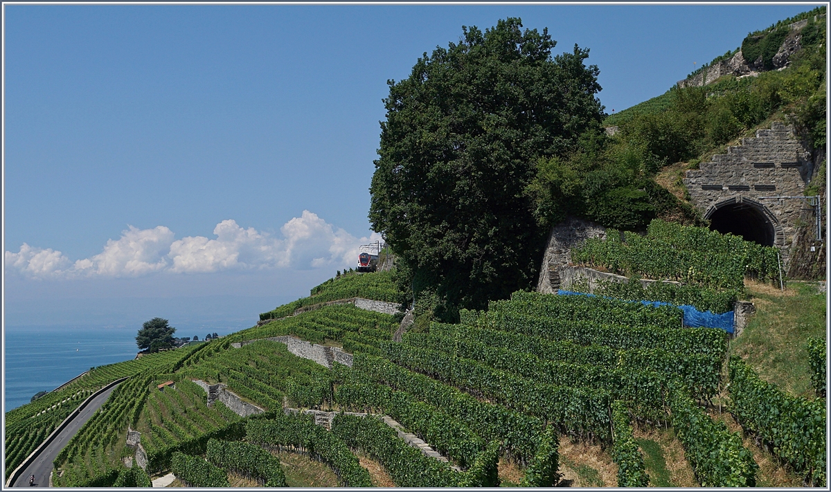 Sommerfahrplan 2018: der Zug ist nicht dort, wo man ihn eigentlich vermutet... RE 30219 auf dem Weg nach Fribourg oberhalb von St-Saphorin.

19. Juli 2018