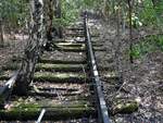Die Natur erobert sich ihren Bestand im Naturpark Südgelände Berlin, ehemals Verschiebebahnhof Tempelhof zurück.
