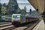 - BLS Farben mit einem Tupfer Rot - Die BLS Cargo 486 503 durchf�hrt mit einem Autozug den Bahnhof von Spiez, w�hrend sich hinten der BLS NINA N� 12 versteckt.