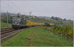 Mit lieben Fotografenkollegen von BB.de auf Fototour: Einen krönenden Abschluss bot die grüne SBB Re 4/4 II 11335 mit ihrem Postzug bei Auvernier.