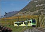 Hinter dem Schloss von Aigle, welches hier nicht zu sehen ist, ist der TPC ASD ABe 4/8 472 vor dem Hintergrund herbstlicher Rebstöcke als R71 auf der Fahrt nach Les Diablerets.