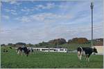 Ein TPF SURF ABe 2/4 | B | Be 2/4 erreicht La Verrerie und wird dabei von einigen landestypischen schwarz/weisen Linsenputzen verdeckt.