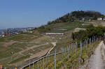 SBB: Im Lavaux, der schönsten Gegend der Schweiz wo gute Weine gedeihen lebt unser lieber Freund und  langjährige Bahnfotograf Stefan Wohlfahrt.