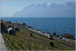 Im Gegenlicht fährt ein SBB RABe 511 als RE zwischen Vilette VD und Cully Richtung Vevey.