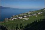 Zwei SBB RABe 511 im Sommerfahrplanverkehr (Genève- Fribourg via Vevey) auf der Train des Vignes Linie bei Chexbres.