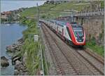 Ein eher seltenerer Gast auf der Simplon-Linie: Zur Zeit verkehren kein SBB RABDe 502 im Plandienst auf der Simplonstrecke, aber für Fahrten zum Alstom-Werk in Villeneuve sorgen doch hin und wieder  Twindexx  Züge für etwas Abwechslung. 

Bei St-Saphorin, den 19. Mai 2025
